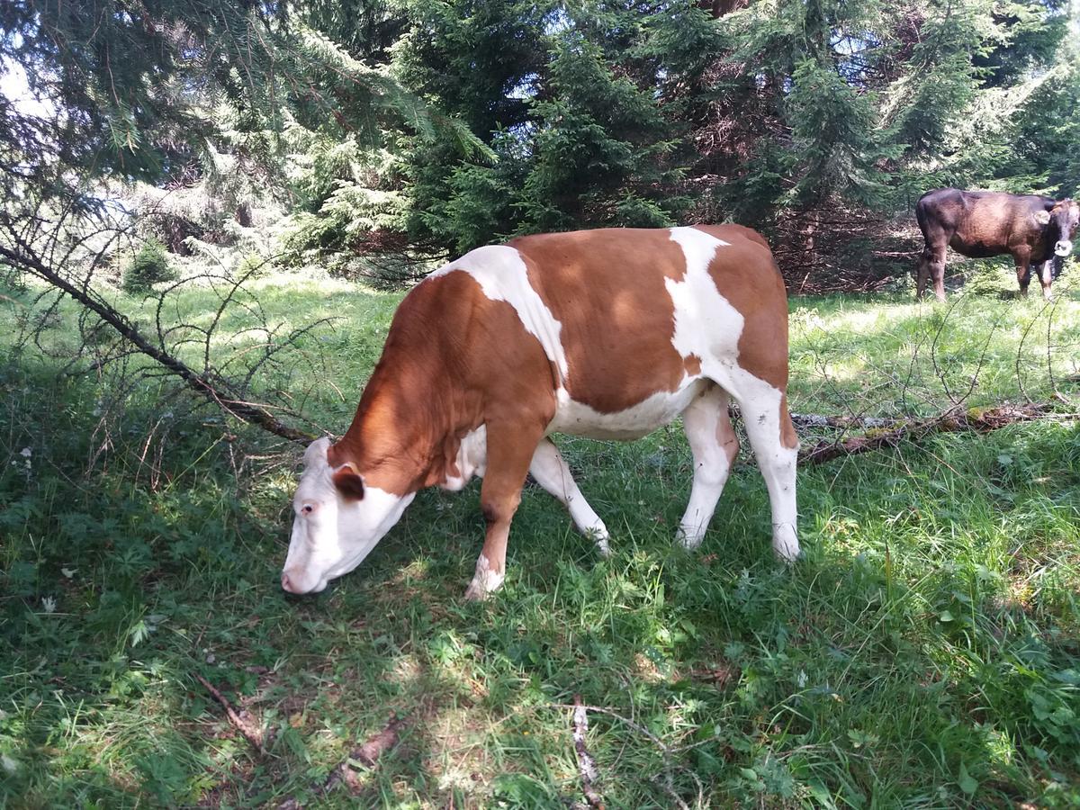 Holiday home Rifugio Di Pace *